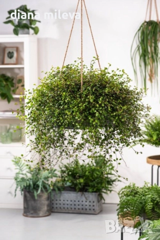 Мюленбекия Сийленд компакт, Muehlenbeckia Sealand compact