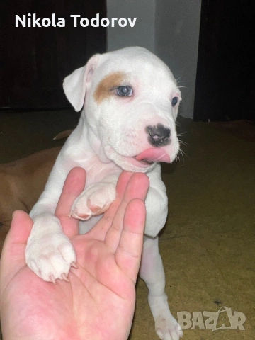 Питбулчета , снимка 8 - Питбул - 53228709