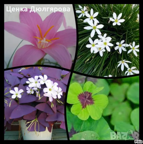 Зефирантес и детелинки - промо пакет пролетни луковици - ограничени количества!!!, снимка 1