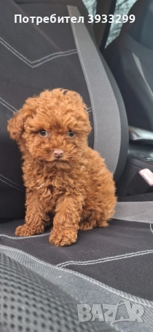 той пудел мини пуделче момче, снимка 3 - Пудели - 53531999