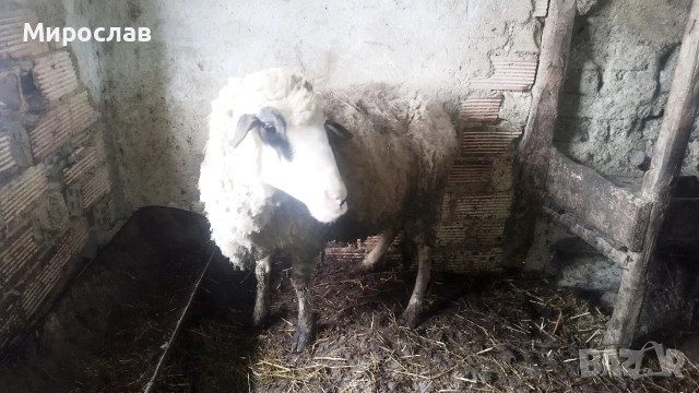 Продавам голяма овца