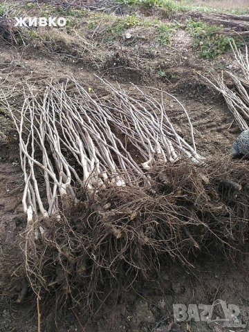  орехови фиданки  3,4лв , снимка 2 - Сортови семена и луковици - 23288433