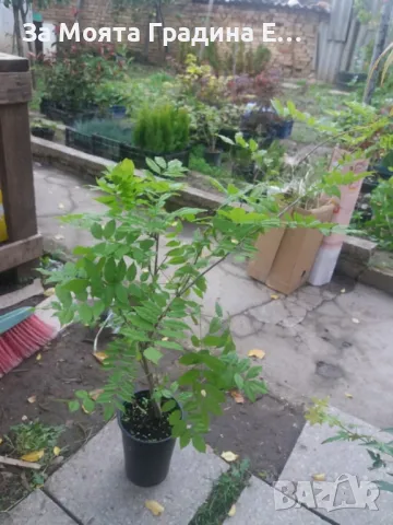 Вистерия -Глициния, снимка 9 - Градински цветя и растения - 49433187