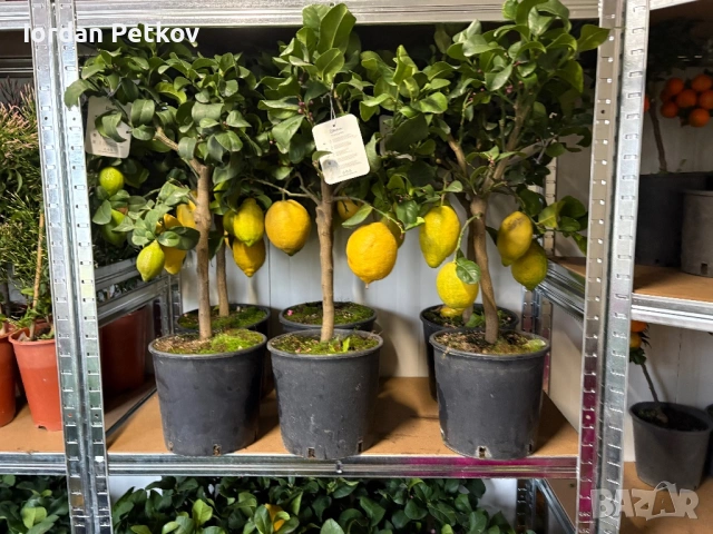 Цитрус лимон, снимка 3 - Други стоки за дома - 53529783