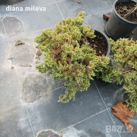 Juniperus procumbens 'Nana' (Хвойна прокумбенс 'Нана'), снимка 8 - Градински цветя и растения - 39205317
