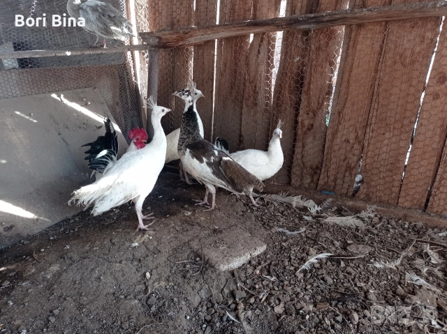 Пауни паунчета , снимка 3 - други­ - 52970897