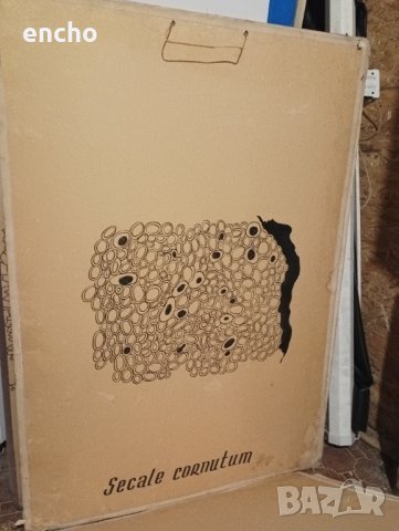 Ботанически растения плакати , снимка 6 - Антикварни и старинни предмети - 40667557