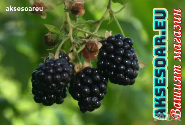 Висококачествени нови семена от хранителна Къпина без бодли Rubus rusticanus 50+ семена антиоксидант, снимка 16 - Сортови семена и луковици - 50332260