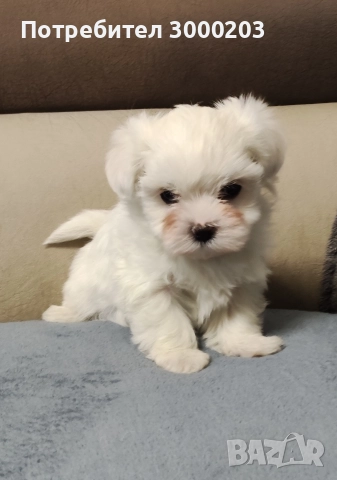 Малтийска болонка, снимка 3 - Болонка - 52809397