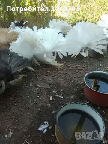 Гълъби  фенерлии, снимка 2 - Гълъби - 37488411