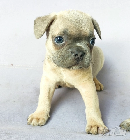 френски булдог / булдоче, снимка 1