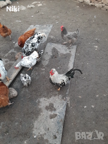 Продавам млади домашни кокошки и петли , снимка 3 - Кокошки и пуйки - 53255230