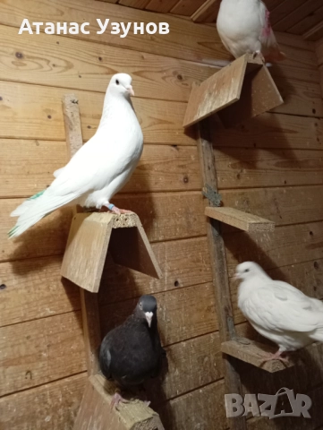 Пазарджишки бяли, снимка 9 - Гълъби - 52907065