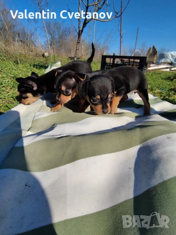  кученца , снимка 7 - Пинчер - 53499522