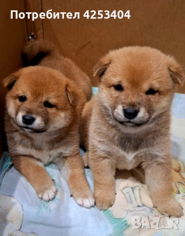 Шиба Ину на един месец, снимка 6 - Шиба ину - 52842031