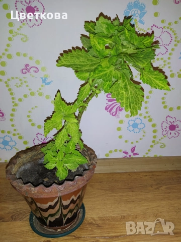 3 растения + отстъпка