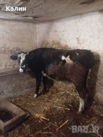 продават се юнички, снимка 2 - Крави - 50155991
