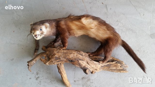 Препарирана белка, снимка 5 - Други ценни предмети - 38009107