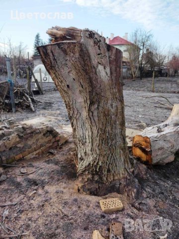 Орех с разрешение в Шуменско, снимка 2 - Декорация за дома - 42110680