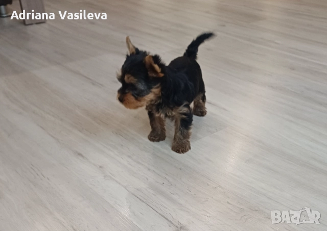 Йоркширски териер , снимка 4 - Йоркширски териер - 52890466