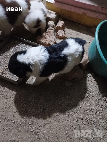 бок каракачанки, снимка 2 - Каракачанска овчарка - 52730293