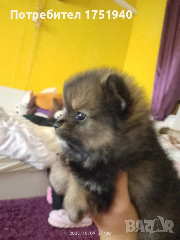 женско померанче , снимка 1