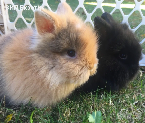 ПРОДАВА МИНИ ЗАЙЧЕТА, снимка 4 - Декоративни зайчета - 13246306