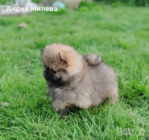 Момченце мини померан на 2 месеца., снимка 2 - Померан - 44899981