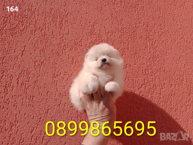 Женски Померани. Реални снимки от 22.02.26 г. , снимка 4 - Померан - 53518661