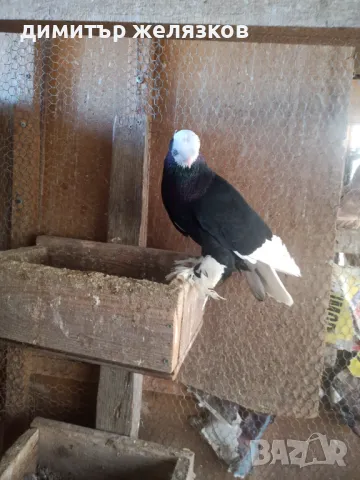 Гълъби демкежи, снимка 5 - Гълъби - 49071204