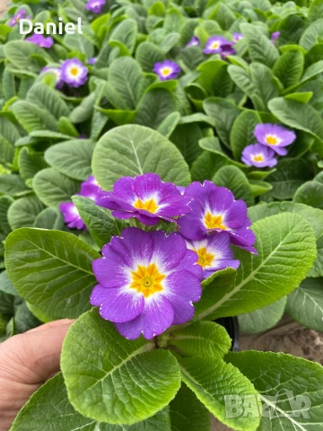 Цветя за 8 - ми март, снимка 12 - Градински цветя и растения - 53323438