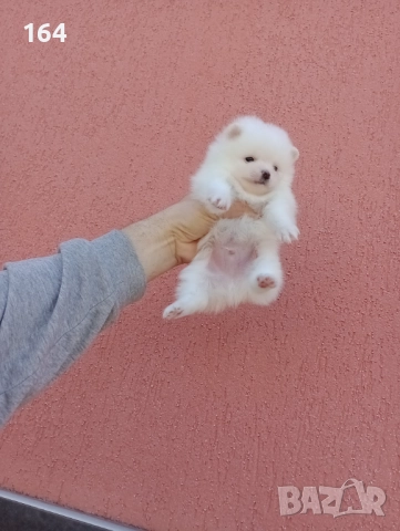 Бели Померани. Реални снимки от 29.12.25 г. , снимка 4 - Померан - 52908974