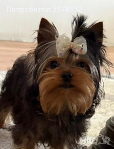 Йоркширски териер , снимка 2 - Йоркширски териер - 53416928