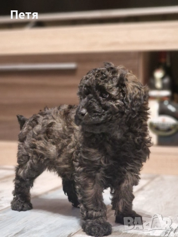 Пудел мини момче, снимка 5 - Пудели - 52651544