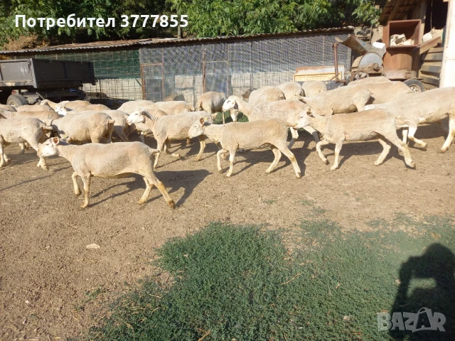 Стадо овце - Скоро раждат !, снимка 10 - Овце - 50899413