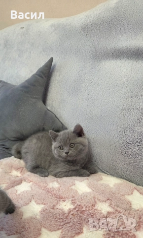 Продавам британски късокосмести котета, снимка 5 - Британска късокосместа - 46684108