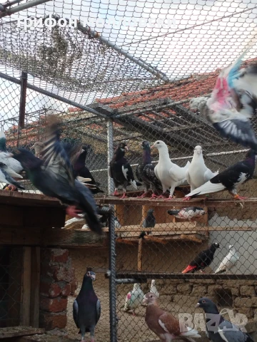 Гълъби пазарджишки високолетачи, Ловени чужди, снимка 8 - Гълъби - 47554142