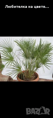 пресни семена хамеробс,трахикарпус( и разсад ), вашингтония и финикова канарска, снимка 4 - Сортови семена и луковици - 48914096