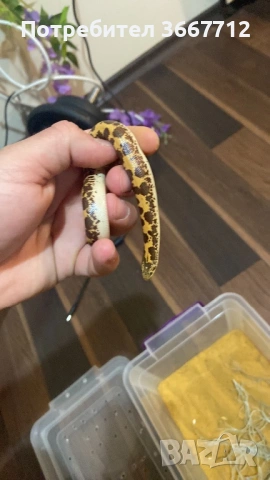 Кенийски пясъчни бои , снимка 4 - Змии - 53608960