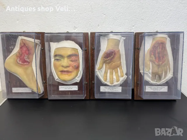 УНИКАЛНО Восъчни Ръчно Изработени Анатомични Мулажи КОЛЕКЦИЯ №69340 