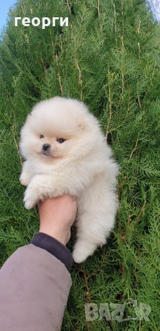 Померан померанче, снимка 7 - Померан - 32224916