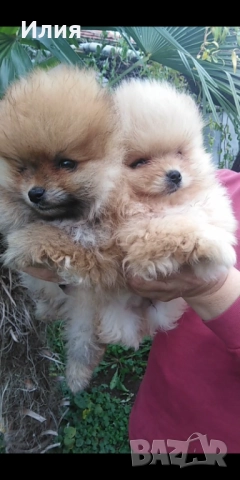 Продавам померани , снимка 4 - Померан - 52681233
