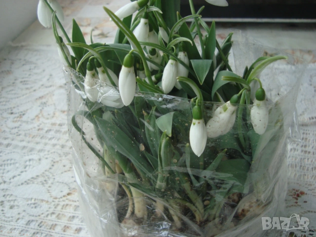 Кокиче (Galanthus), снимка 5 - Градински цветя и растения - 53098712