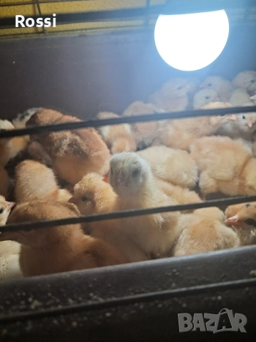 Дворни пиленца и от сини яйца, снимка 9 - Кокошки и пуйки - 53276186