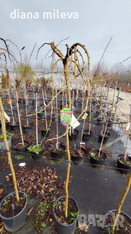 Карагана плачеща, Caragana arborescens pendula, снимка 12 - Градински цветя и растения - 52922912