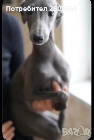 Продавам кученца италианска хрътка, снимка 6 - Хрътка - 52861468