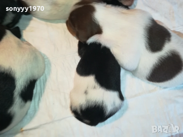 ДЖАК РЪСЕЛ БЕБЕТА-УНИКАЛНИ СЛАДУРИ 2908251855, снимка 9 - Джак ръсел териер - 51536957