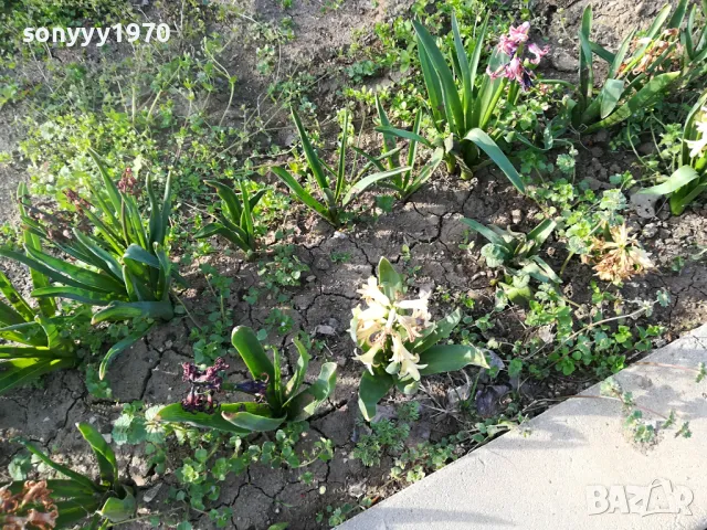 ЗЮМБЮЛ 25ЛВ ЗА ЕДИН В САКСИЯ С ПОЧВА 1104250530, снимка 7 - Градински цветя и растения - 49853465