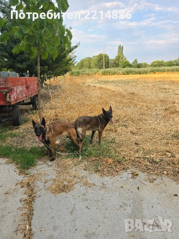 Белгийски овчарки-Малиноа , снимка 14 - Други - 52341802