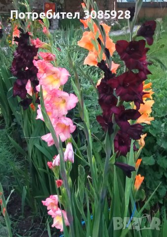 ❌️❌️НЯМА НАЛИЧНОСТ❌️❌️✍🏻Поръчки от есента до април✍🏻  Гладиоли микс - луковици✍🏻 ✍🏻 